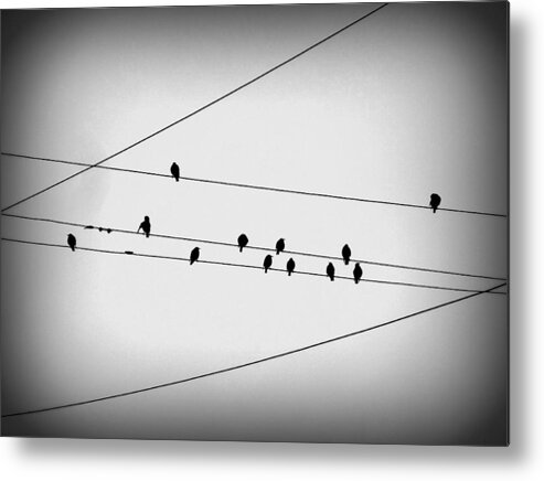 Kansas City Metal Print featuring the photograph Black Birds Waiting by Stephanie Hollingsworth