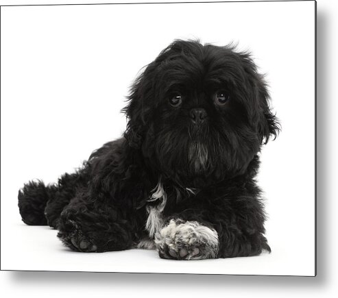 Animals Metal Print featuring the photograph Black Shih-tzu Lying With Head by Mark Taylor