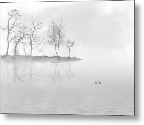 White Metal Print featuring the photograph Black swans swimming in a lake by Bijan Studio