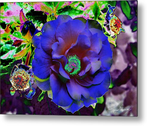 Rose Metal Print featuring the photograph Blue Rose by Sylvia Thornton