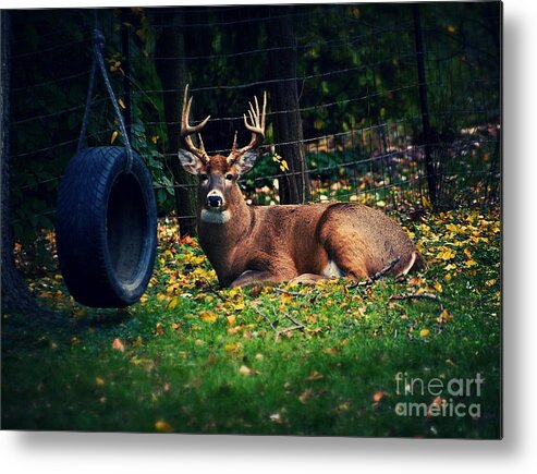 Buck Metal Print featuring the photograph Buck in the Back Yard by Frank J Casella