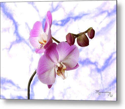 Flora Metal Print featuring the photograph Budding Orchids by Mariarosa Rockefeller
