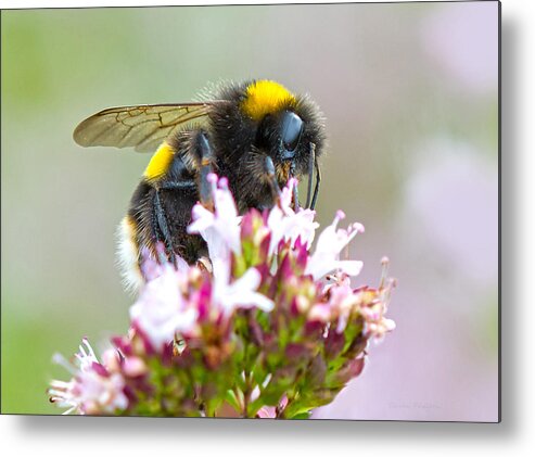Nature Metal Print featuring the photograph Buff Tailed Bumblebee by Steven Poulton
