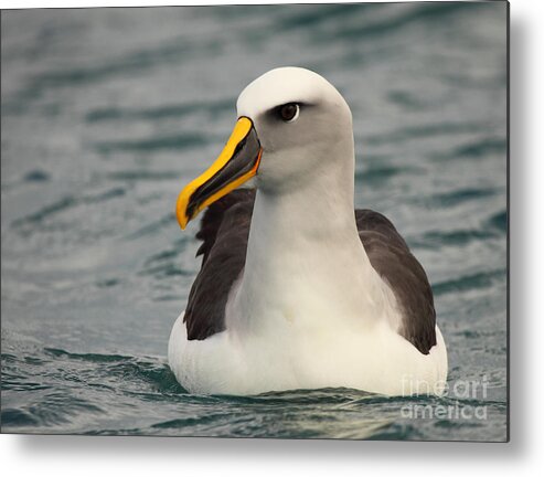 Bird Metal Print featuring the photograph Buller's Mollymawk Peering In by Max Allen