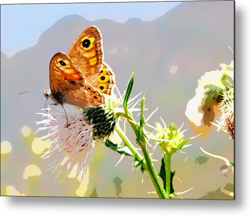 Nature Metal Print featuring the photograph Butterfly Collect Juice by Manjot Singh Sachdeva