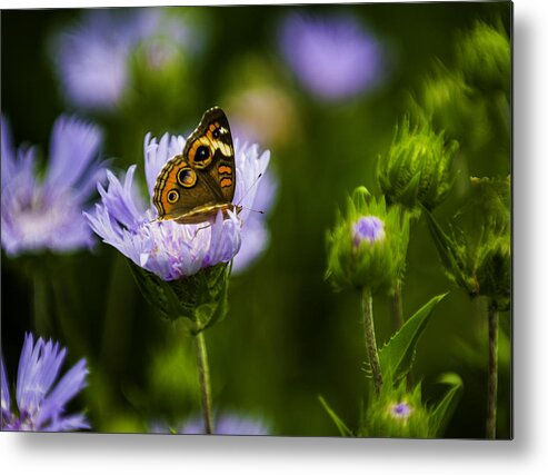 Close-ups Metal Print featuring the photograph Butterfly in Field by Donald Brown