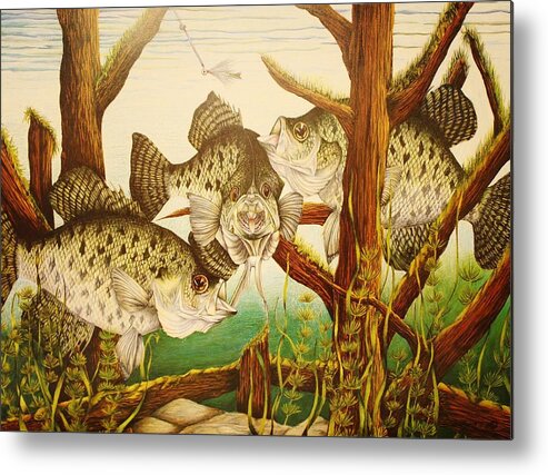 Fishing Metal Print featuring the drawing Captivating Crappies by Bruce Bley