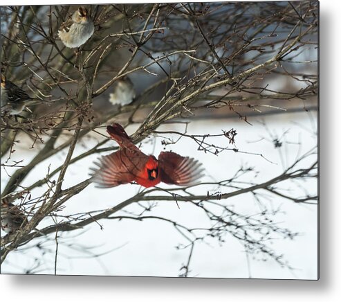 Jan Holden Metal Print featuring the photograph Cardinal in Flight by Holden The Moment