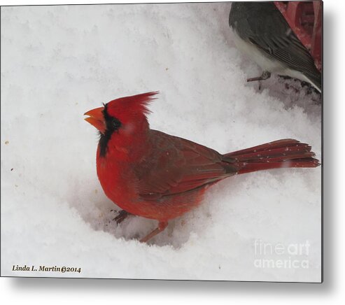 Cardinal Metal Print featuring the photograph Cardinal in Snow by Linda L Martin