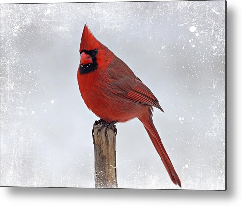 Cardinal Metal Print featuring the photograph Cardinal Perching by Sandy Keeton