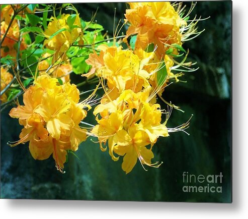 Centered Metal Print featuring the photograph Centered Yellow Floral by Roberta Byram