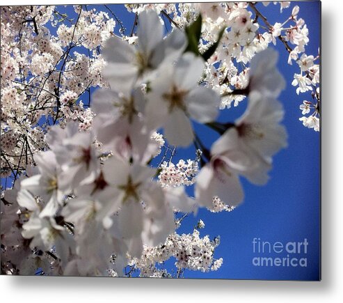 Cherry Blossoms Photography Metal Print featuring the painting Cherry Blossoms by Shelia Kempf