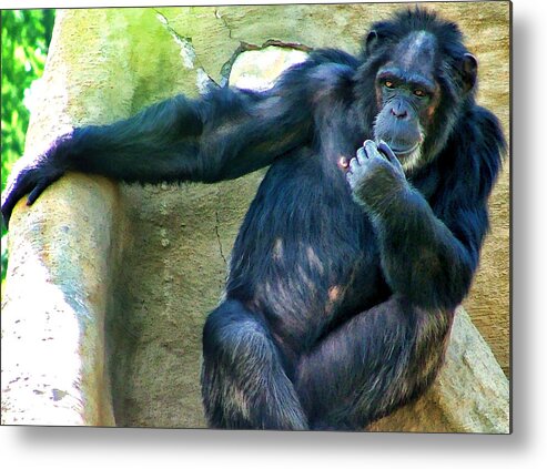 Primate Metal Print featuring the photograph Chimp 1 by Dawn Eshelman