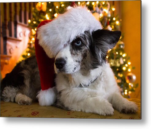 Christmas Metal Print featuring the photograph Christmas Corgi by Cathy Donohoue