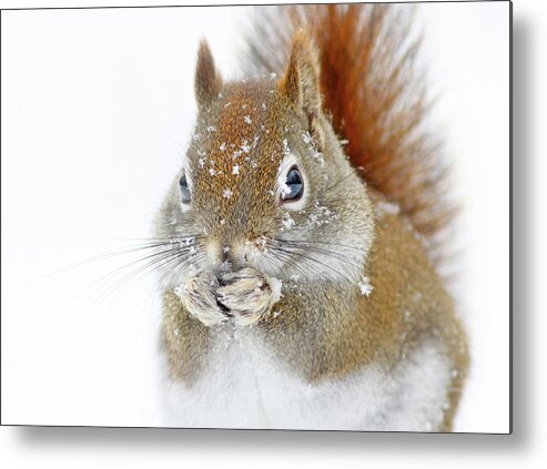 Nature Metal Print featuring the photograph Christmas Squirrel by Mircea Costina