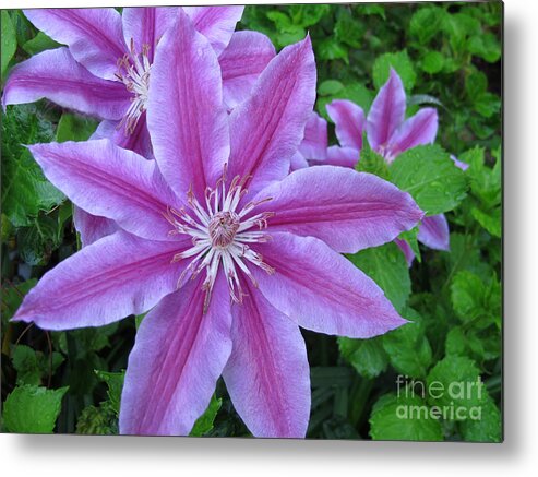 Clematis Metal Print featuring the photograph Climbing Grace by Arlene Carmel