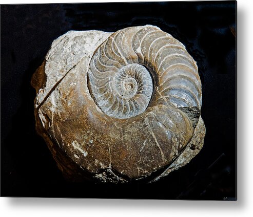 Nature Metal Print featuring the photograph Coiled Nautiloid Fossil by Millard H. Sharp