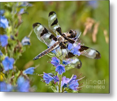 Dragonfly Metal Print featuring the photograph Contrasting Beauty by Cheryl Baxter