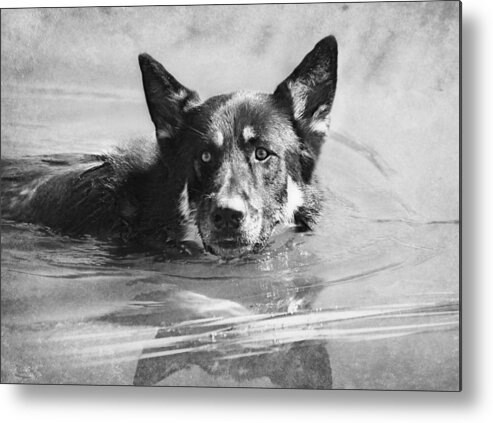 German Shepard Metal Print featuring the photograph Cool Waters by Melanie Lankford Photography