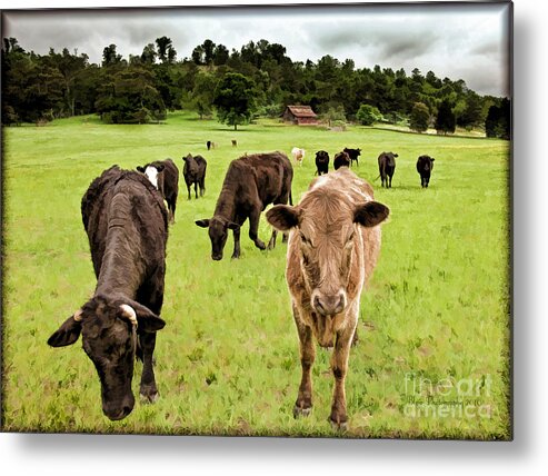 Cows Metal Print featuring the photograph Curious by Linda Blair