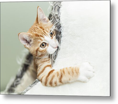 Kitten Metal Print featuring the photograph Cute ginger kitten in igloo by Sophie McAulay