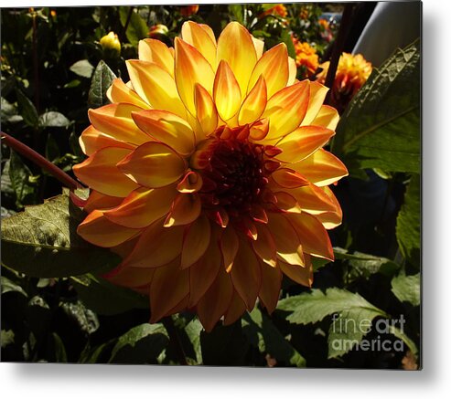 Dahlia Metal Print featuring the photograph Dahlia by Yenni Harrison