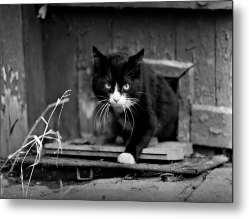 Analog Metal Print featuring the photograph Determined Cat by Evgeny Govorov