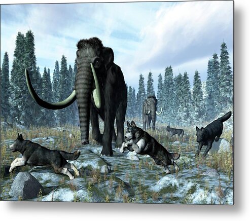 Canis Dirus Metal Print featuring the photograph Dire Wolves And Mammoths by Walter Myers