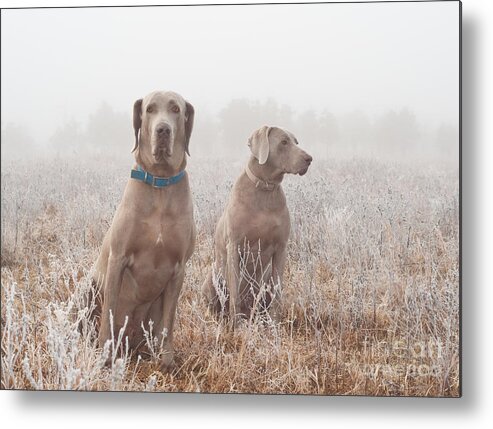 Weimaraner Metal Print featuring the photograph Dogs in Frosty Fog by Sari ONeal