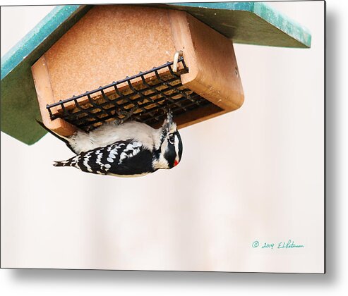 Heron Heaven Metal Print featuring the photograph Downy Woodpecker Lunch by Ed Peterson