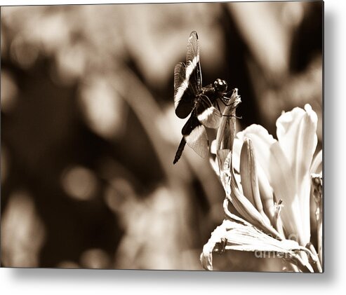 Widow Skimmer Metal Print featuring the photograph Dragonfly of Old by Cheryl Baxter