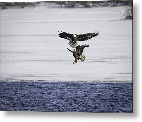 American Bald Eagle Metal Print featuring the photograph Eagle Dance by Thomas Young