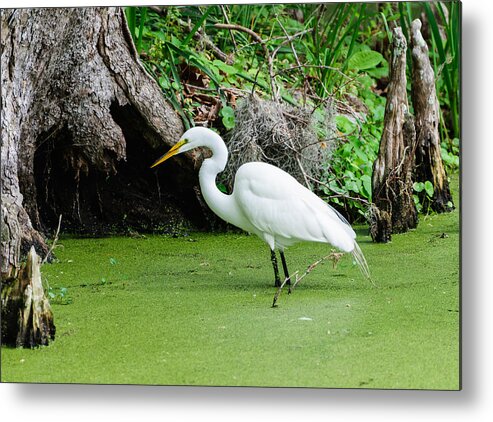 Egret Metal Print featuring the photograph Egret fishing by John Johnson