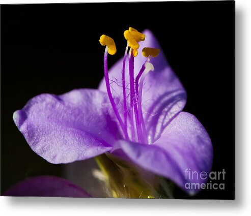 Purple Flower Metal Print featuring the photograph Electric Stamen by Dan Hefle