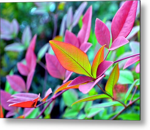 Fall Metal Print featuring the photograph Fall Brilliance by Deena Stoddard