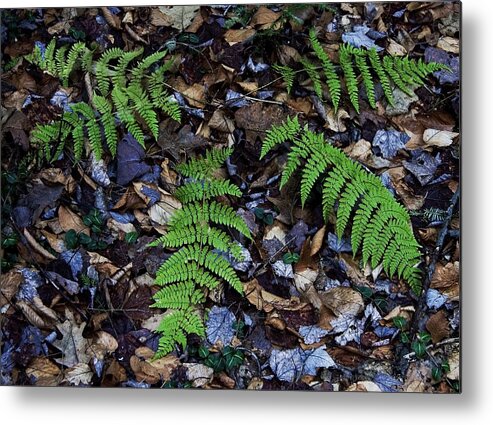 Nature Metal Print featuring the photograph Ferns' Last Stand by Michael Friedman