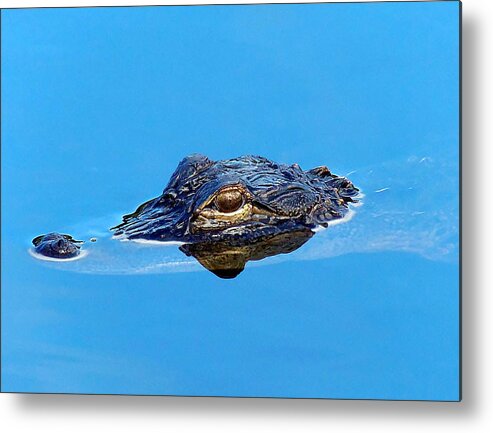 Alligator Metal Print featuring the photograph Floating Gator Eye by Christopher Mercer