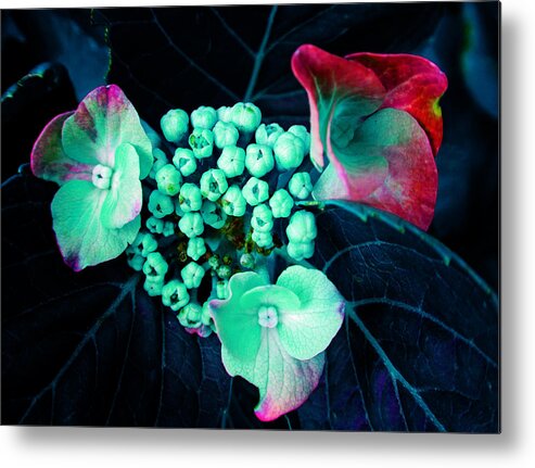 Flower Metal Print featuring the photograph Floral Aquatic by Laurie Tsemak