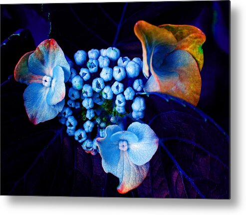 Flower Metal Print featuring the photograph Floral Blues by Laurie Tsemak