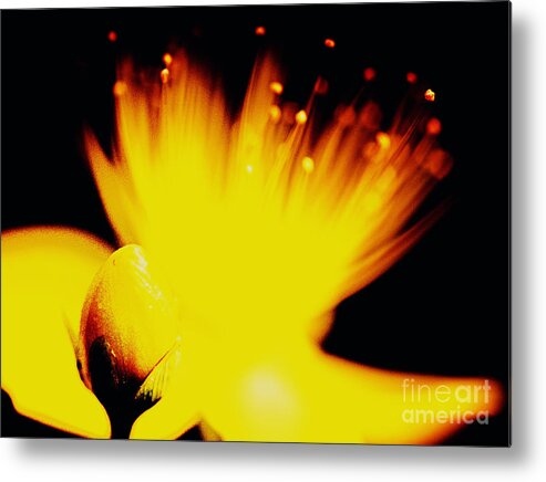 Yellow Metal Print featuring the photograph Flower on fire by Nick Biemans
