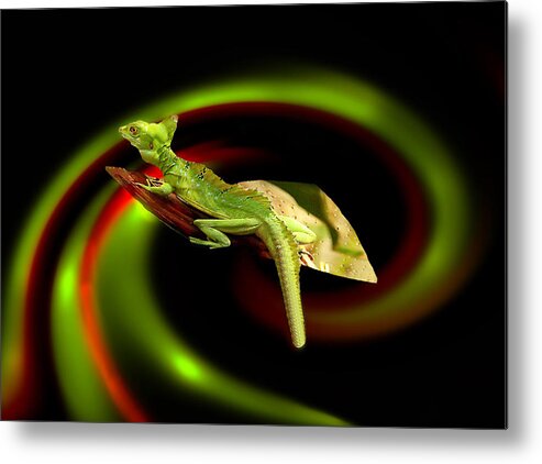 Reptiles Metal Print featuring the photograph Flying Gekko by Christine Sponchia