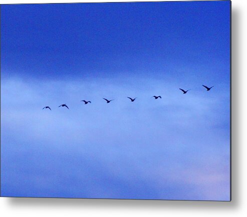 Sky Metal Print featuring the photograph Flying North by Marilyn Diaz