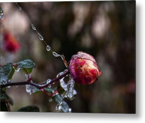 Rose Metal Print featuring the photograph Froze Rose by Mark Alder