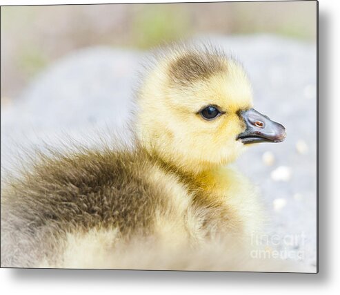 Gosling Metal Print featuring the photograph Fuzzy Cuteness by Cheryl Baxter