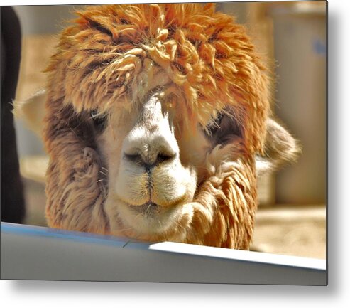 Huacaya Alpaca Metal Print featuring the photograph Fuzzy Wuzzy Alpaca by Helen Carson