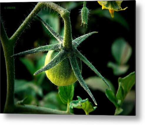 Tomato Metal Print featuring the photograph Getting Started by Chris Berry