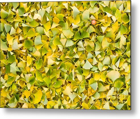 Ginkgo Metal Print featuring the photograph Ginkgo Leaves 2 by Steven Ralser