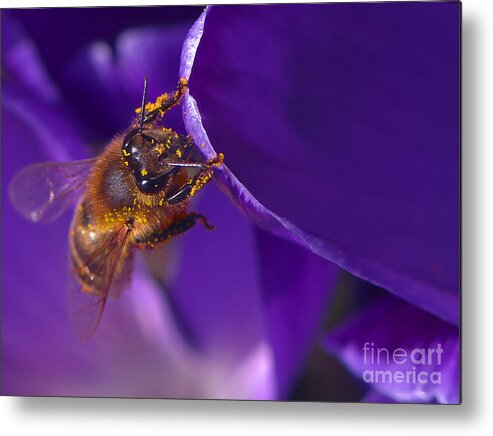 Honeybee Metal Print featuring the photograph Gold Dust by Sharon Talson