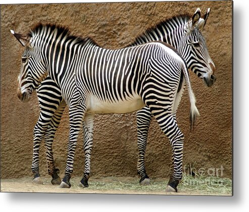 Zebra Metal Print featuring the photograph Got Your Back by Dan Holm