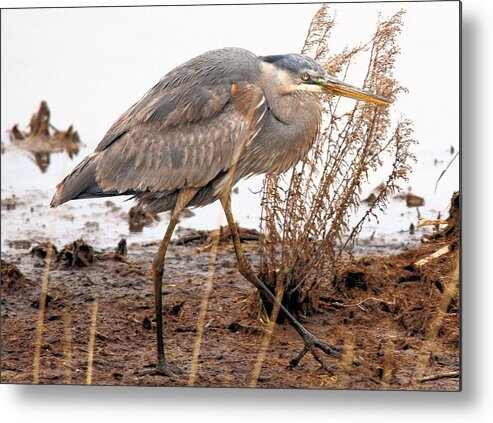 Water Metal Print featuring the photograph Great Blue Heron by Linda Barone